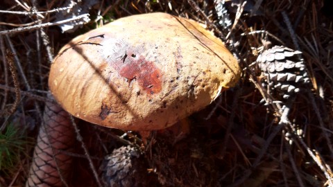 Neoboletus erythropus