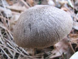 Tricholoma terreum