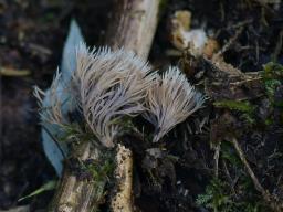 Pterula multifida