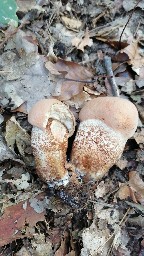 Leccinum aurantiacum