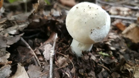 Russula virescens