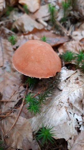 Cystoderma cinnabarinum