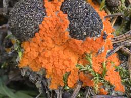 Byssonectria terrestris