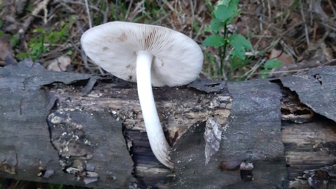 Pluteus cervinus