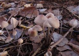Mycena filopes
