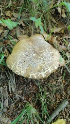 Boletus reticulatus