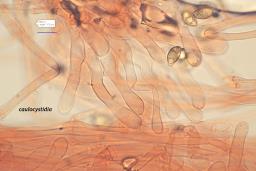 Hebeloma pseudofragilipes