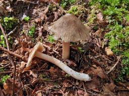 Pseudosperma obsoletum