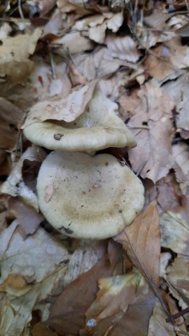 Lactarius blennius