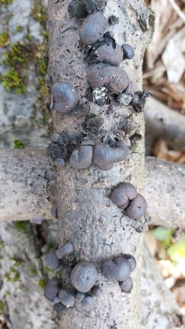 Daldinia concentrica