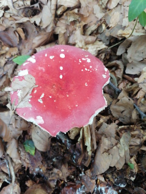 Russula aurora