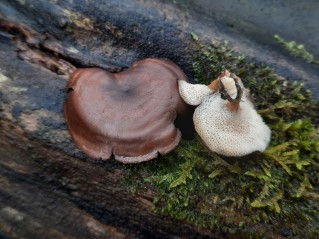 Lentinus brumalis