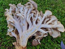 Polyporus umbellatus