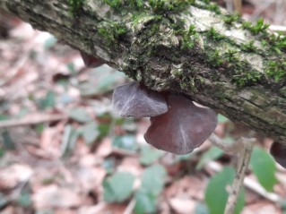 Auricularia auricula-judae