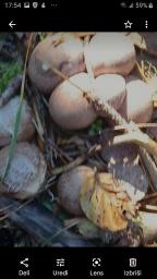 Clathrus archeri