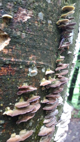 Trichaptum biforme