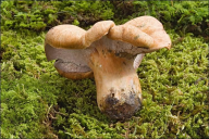 Hypomyces lateritius