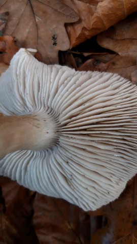 Tricholoma sciodes