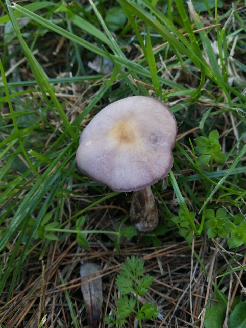 Collybia sordida