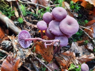 Laccaria amethystina