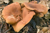 Lactarius fulvissimus