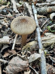 Entoloma plebejum