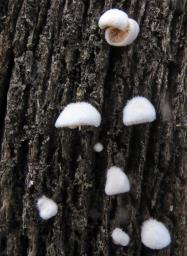 Crepidotus cesatii