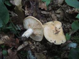 Lactarius acerrimus