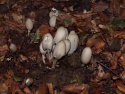 Coprinopsis acuminata