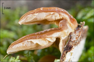 Tectella patellaris