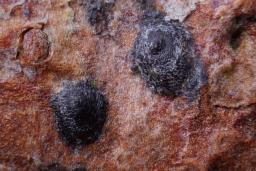 Therrya pini var. pini