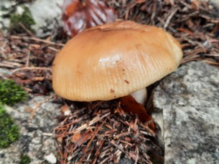 Russula grata