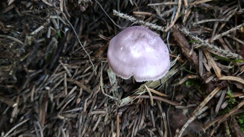 Mycena pura