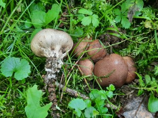 Scleroderma verrucosum