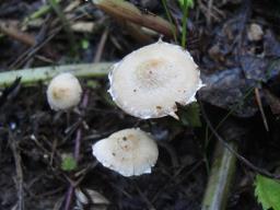 Conocybe vestita