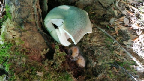 Russula virescens