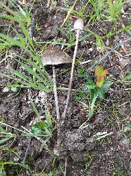 Panaeolus papilionaceus