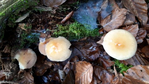 Hypholoma capnoides