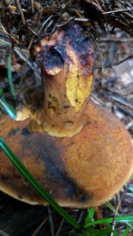 Neoboletus erythropus