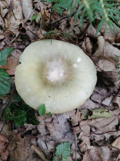 Russula pseudoaeruginea