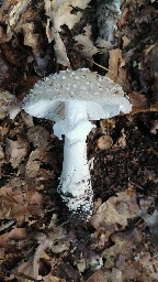 Amanita rubescens