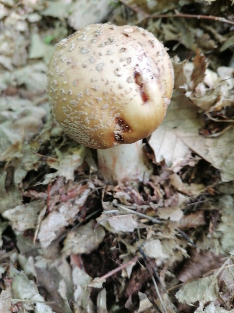 Amanita rubescens