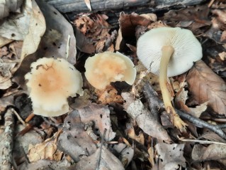 Gymnopus dryophilus