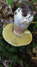 Boletus reticulatus