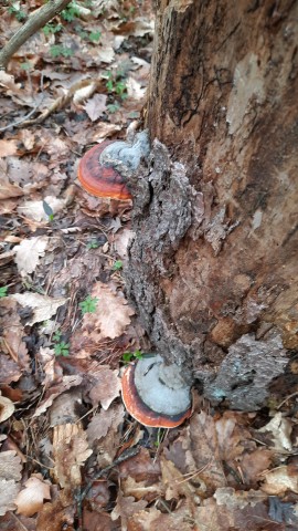 Fomitopsis pinicola