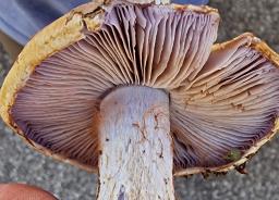 Calonarius suaveolens