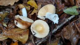 Russula risigallina