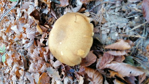 Suillus bovinus