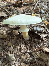Agaricus sylvicola