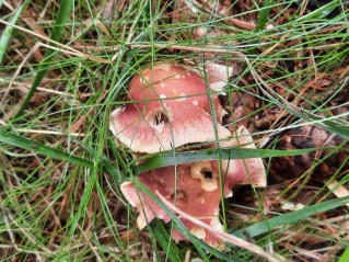 Tricholomopsis rutilans